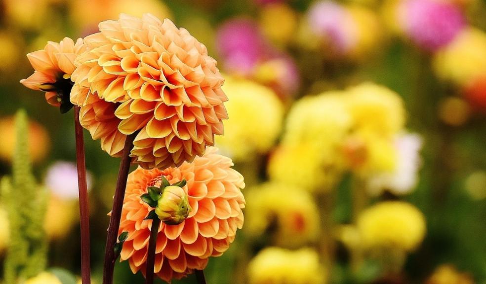 Hot Gardens