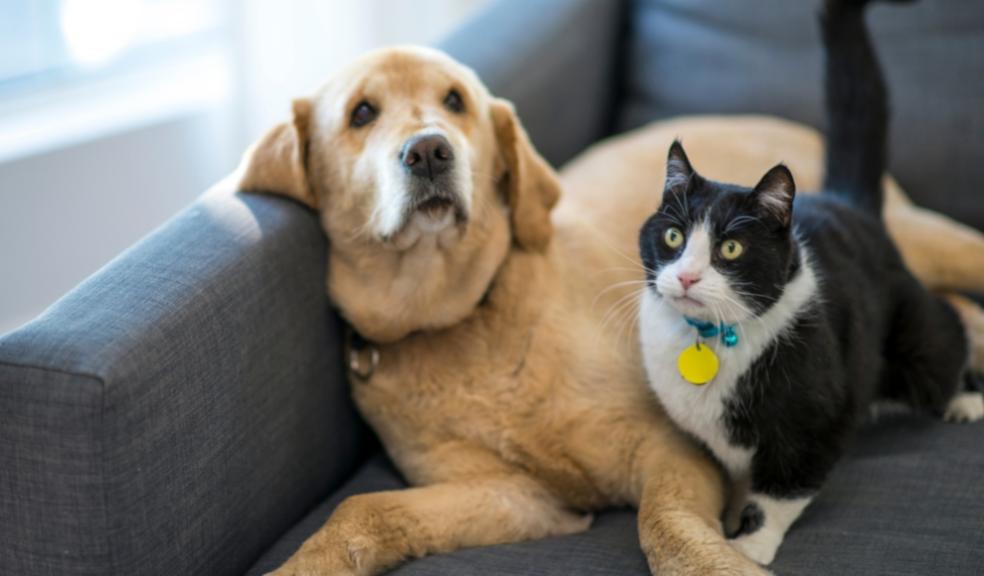 Pets in rented accommodation