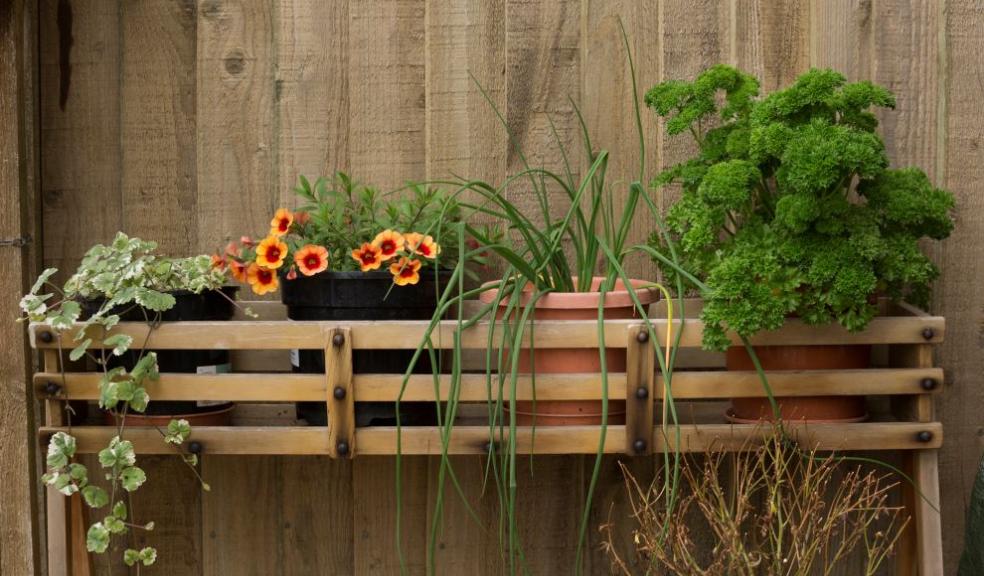 Pots in Garden 