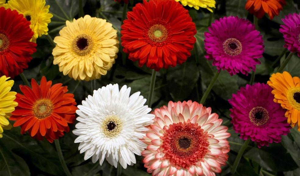 5 ways to improve garden 5 ways to improve garden