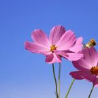 Rare Flowers