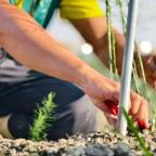 Vegetable Garden Vegetable Garden