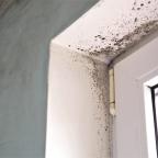 mould in houses mould in houses