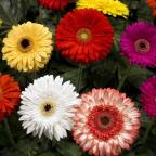 5 ways to improve garden