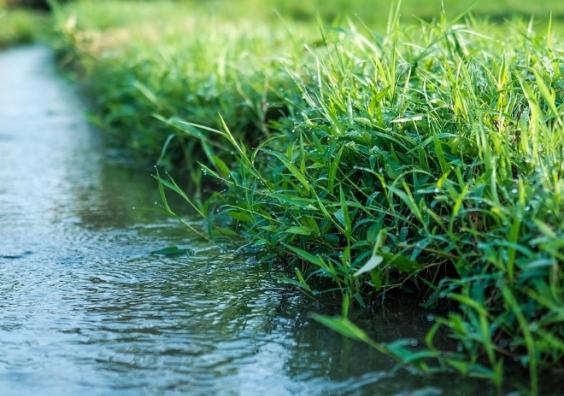 Gardens in drought how to avoid