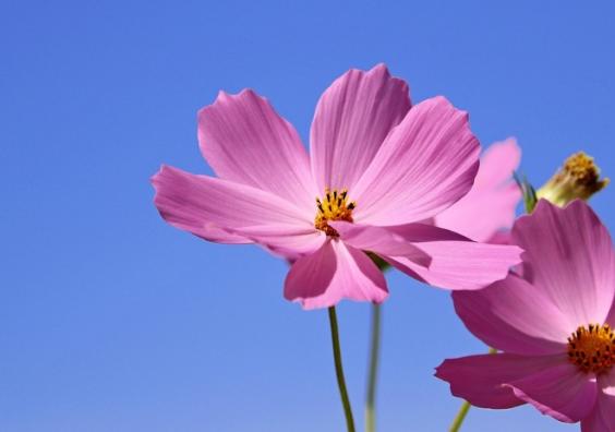 Rare Flowers