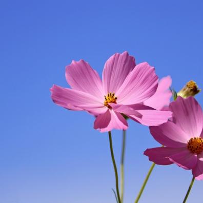 Rare Flowers
