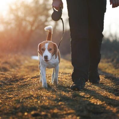 Support for dogs and their owners